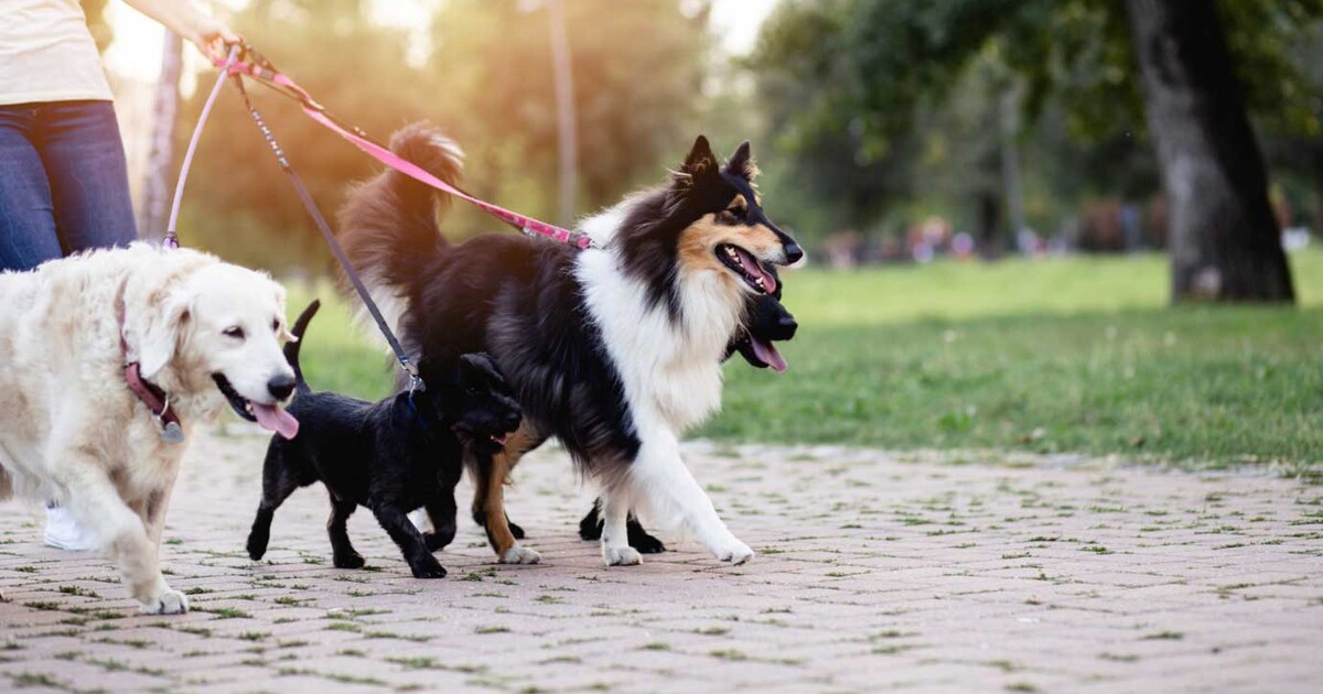 gửi chó có xe đưa đón đà nẵng